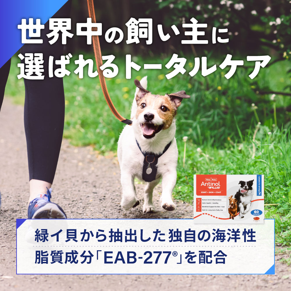 アンチノールプラス犬用60カプセル（ドイツ製）通販｜サプリメント｜犬